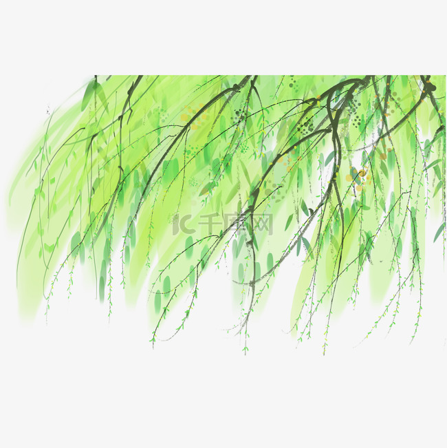 绿色柳树