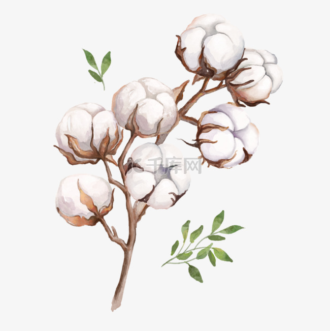 一丛成熟的手绘水彩风格棉花