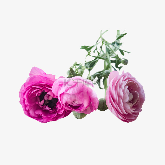 鲜花之粉红色玫瑰花