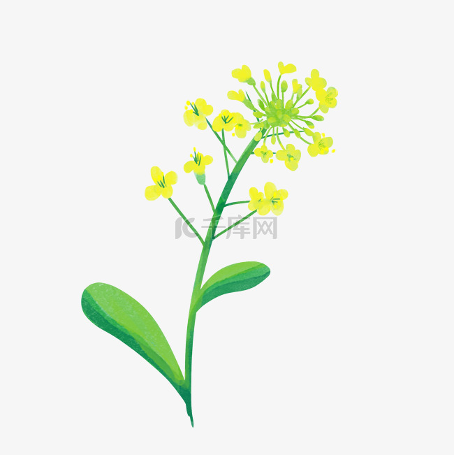 黄色油菜花卡通植物