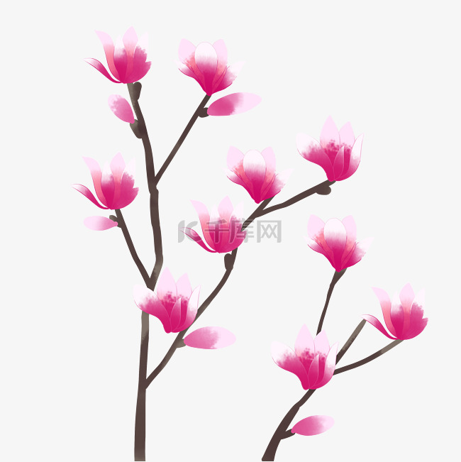 粉色繁茂玉兰花