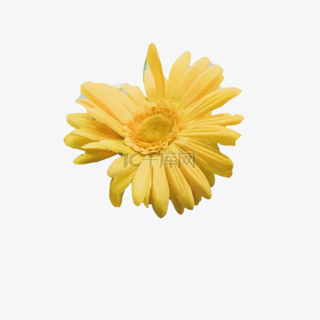 美丽的黄色花朵下载
