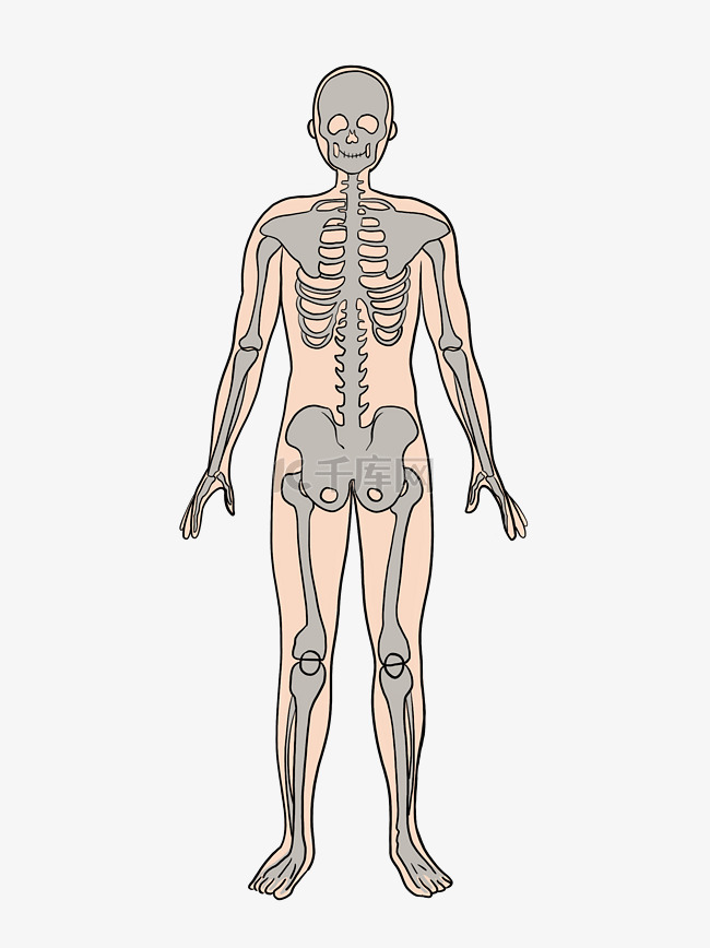 人体结构人体骨骼