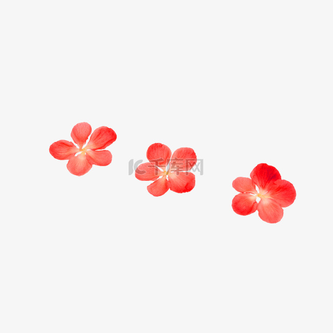 红梅腊梅梅花花瓣