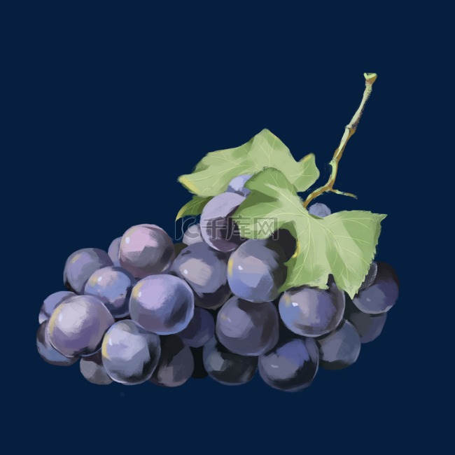 紫葡萄水果