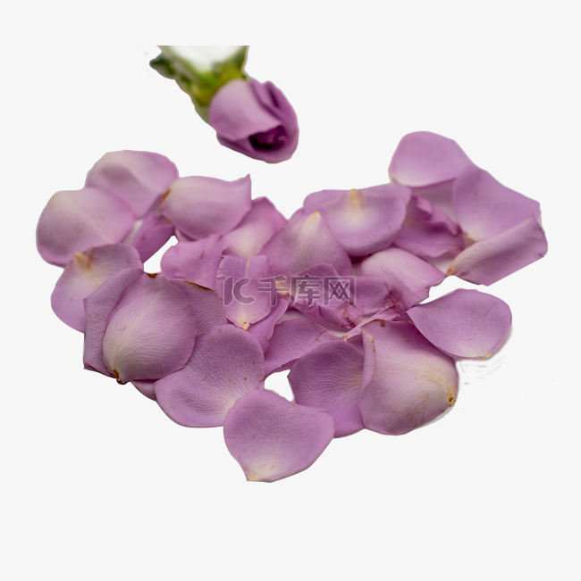 紫色玫瑰花瓣