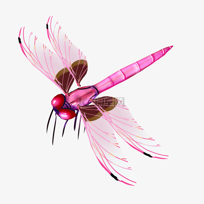粉色蜻蜓动物