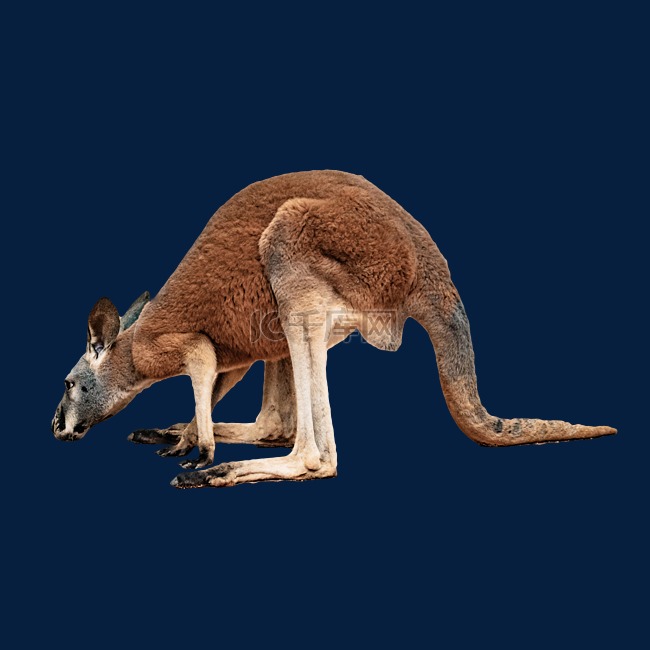 澳大利亚袋鼠