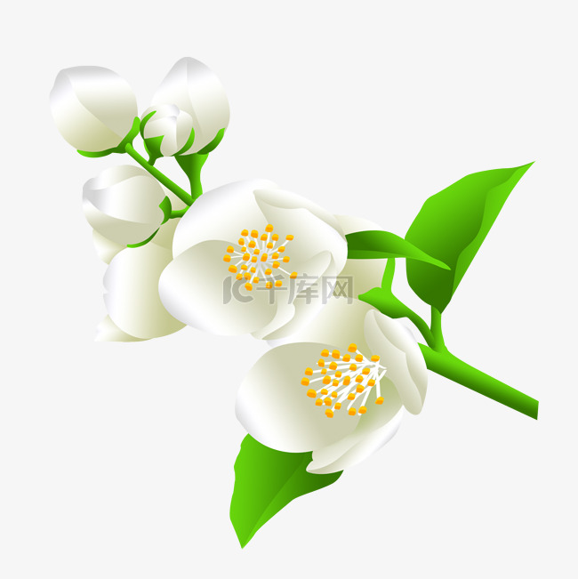 白色的茉莉花