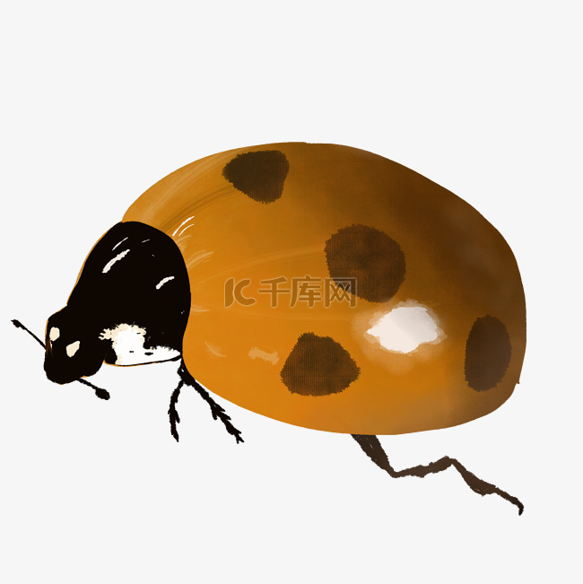 动物昆虫甲壳虫橘黑