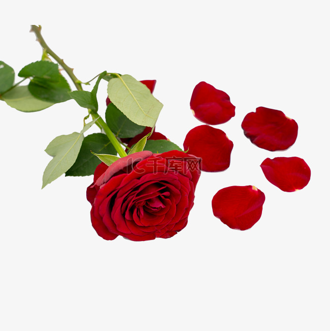 红色玫瑰和花瓣