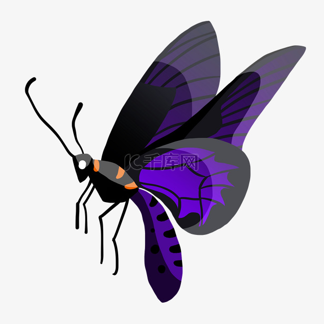 飞舞的紫色蝴蝶插画