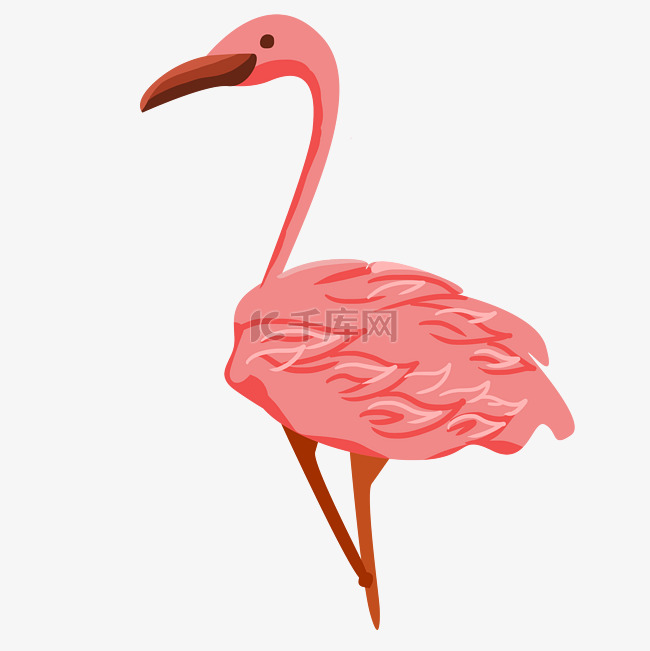 动物粉色火烈鸟
