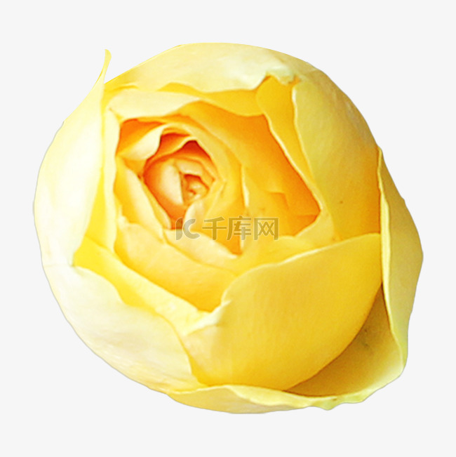 黄色玫瑰花月季花