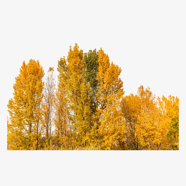 秋天黄色杨树树木