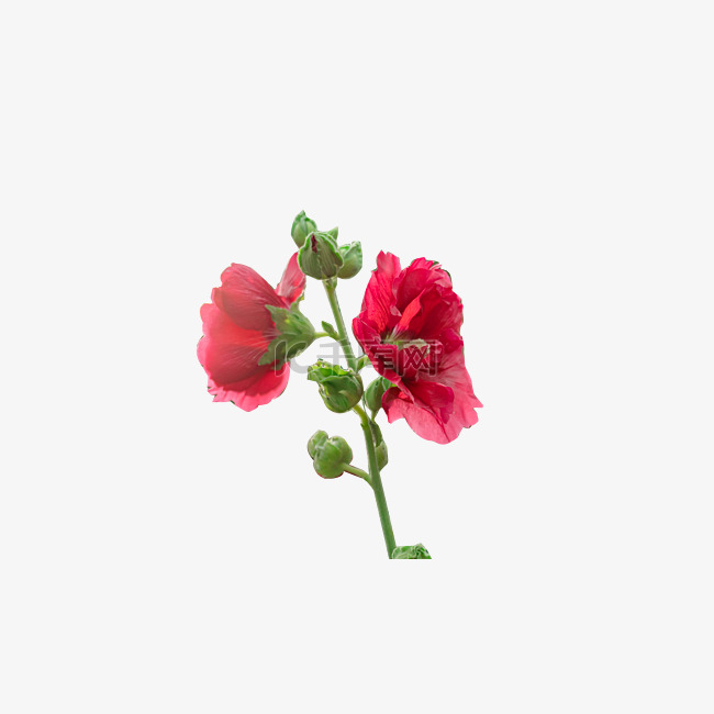 小清新红色植物花朵