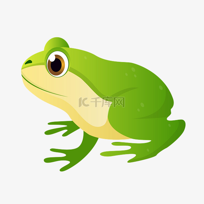绿色白肚皮青蛙