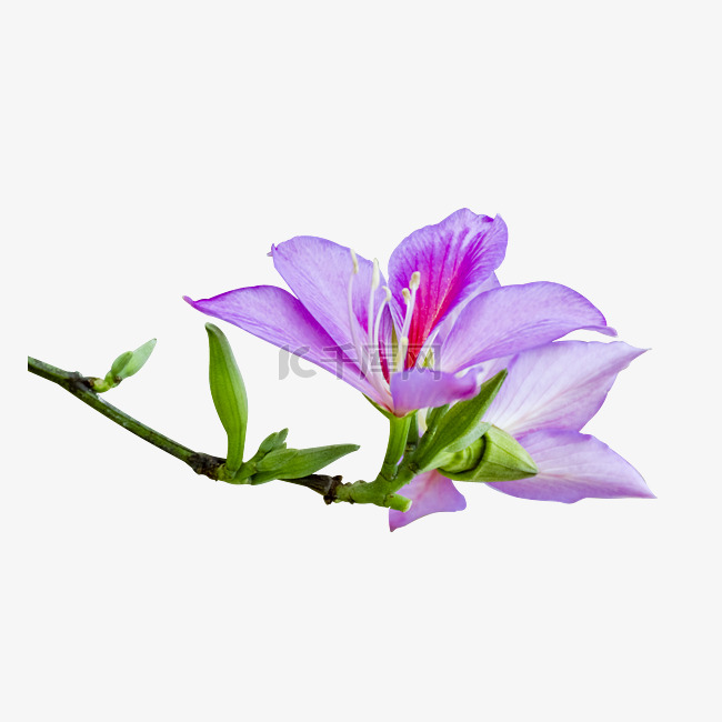 一朵紫荆花