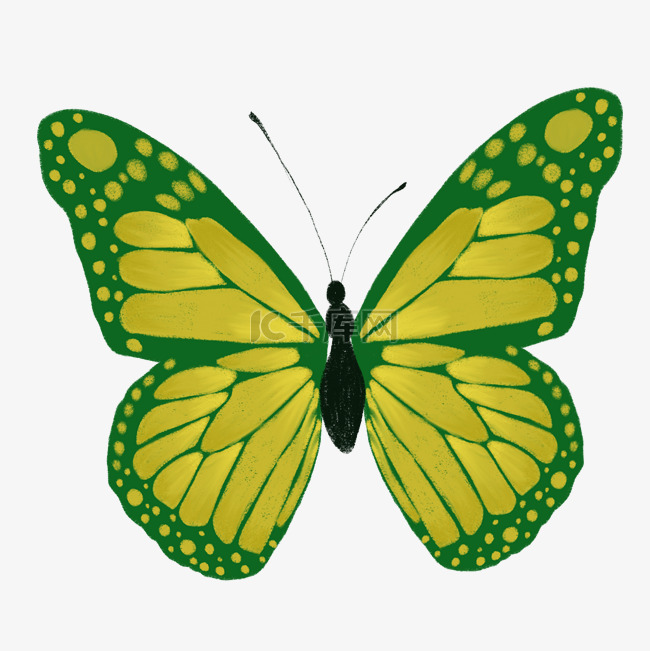黄绿鲜艳黄绿色蝴蝶