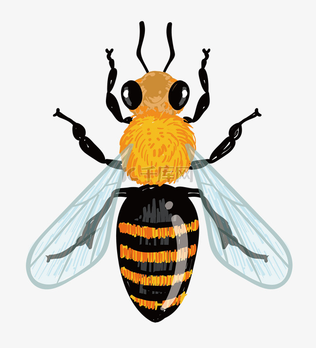 蜜蜂昆虫动物