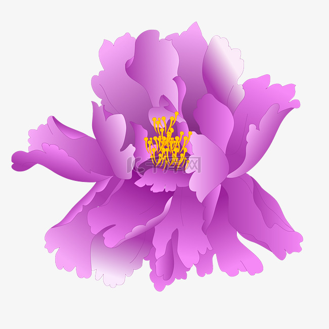 紫色牡丹花朵