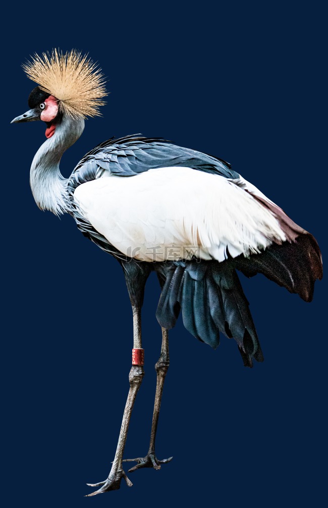 灰冠鹤鸟类珍稀动物