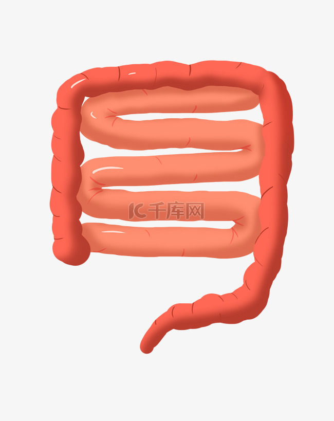 人体器官肠子插画