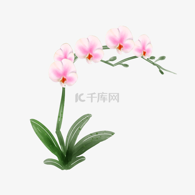 粉色花朵蝴蝶兰