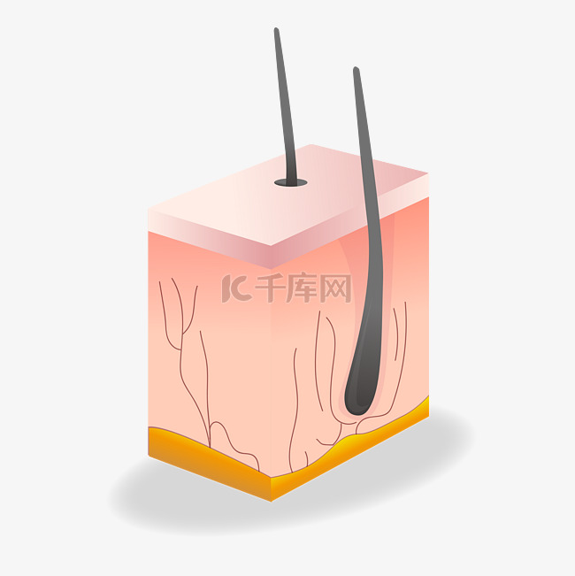 矢量人体头皮解剖面