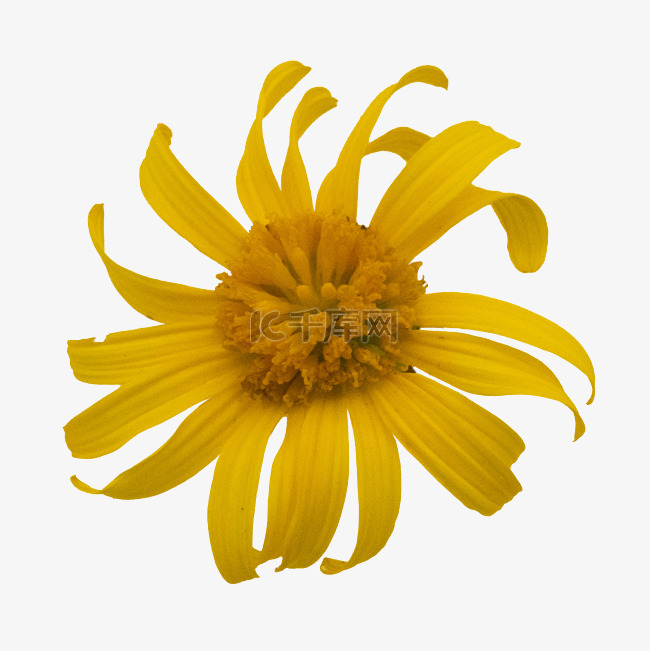 黄色漂亮菊花