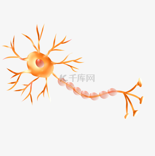 黄色神经元神经体