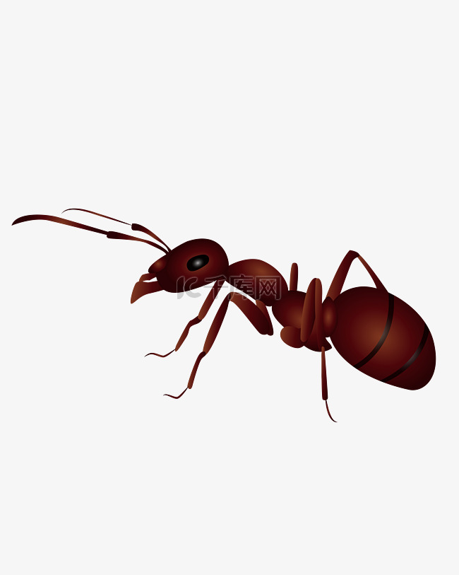 棕色的蚂蚁
