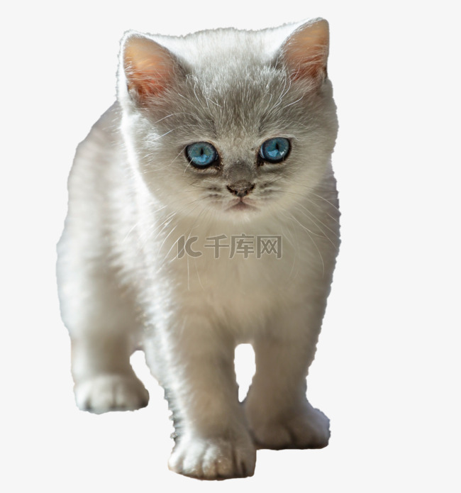 宠物小猫蓝眼睛