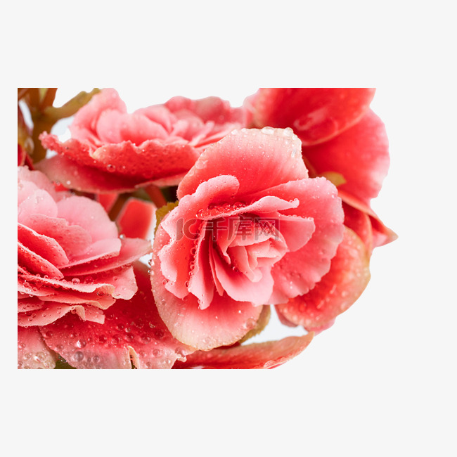 粉红色海棠花花朵植物