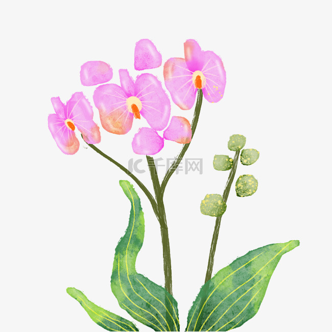 水彩粉色蝴蝶兰