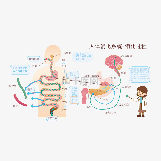 人体消化系统消化过程