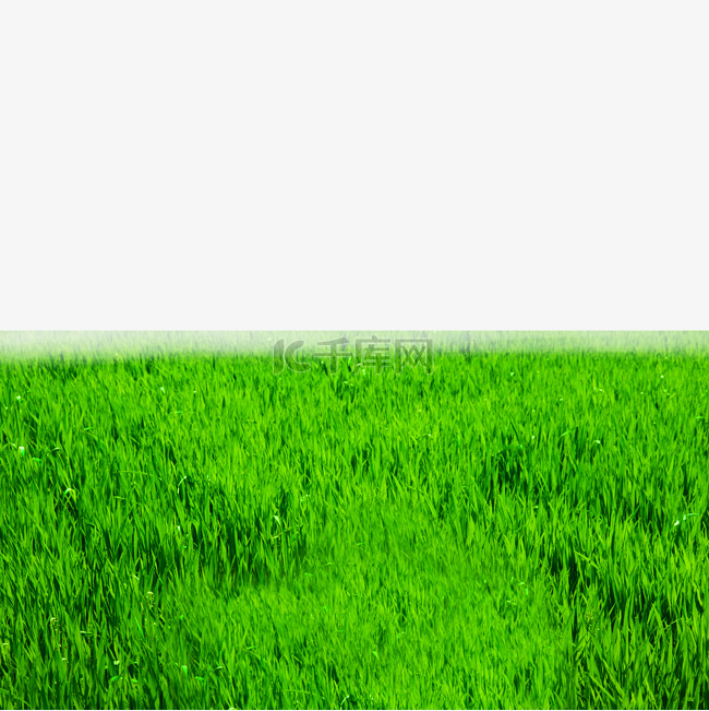 绿色草地植物