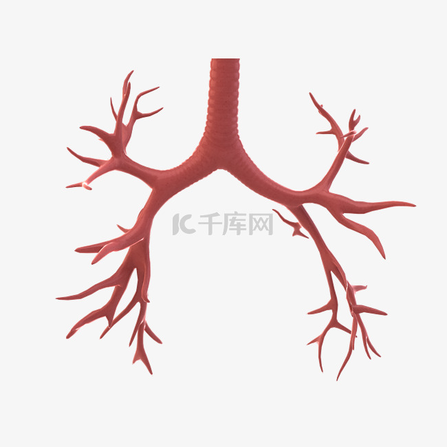 体器官之肺部血管