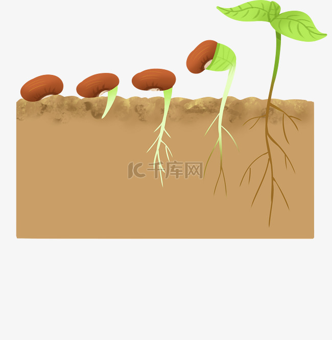 植物生长过程