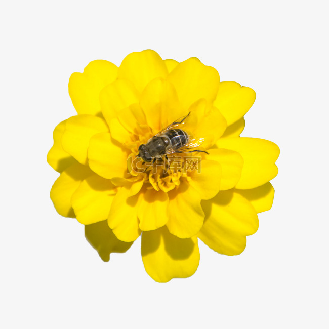 黄色花朵孔雀草蜜蜂