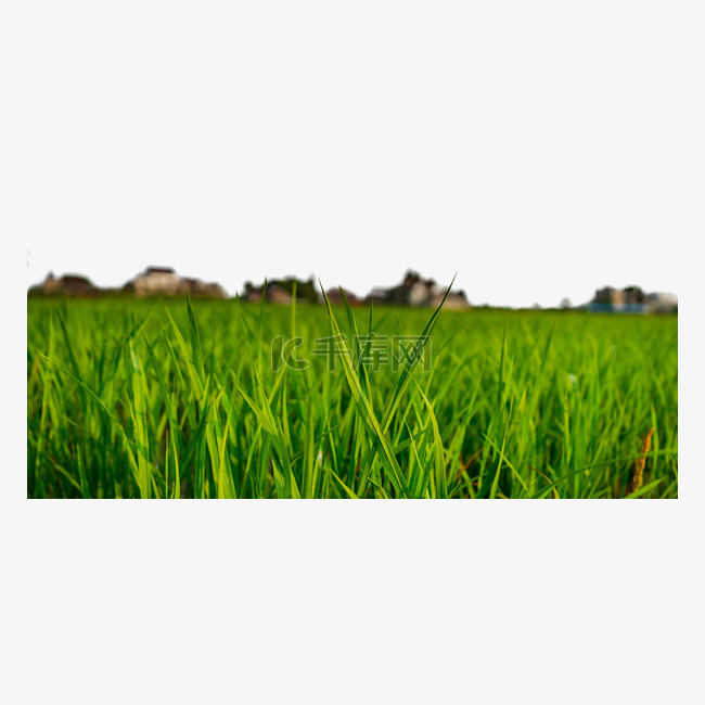水稻风景植物