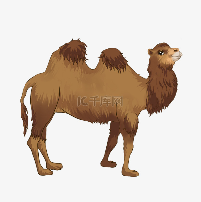 沙漠棕色骆驼