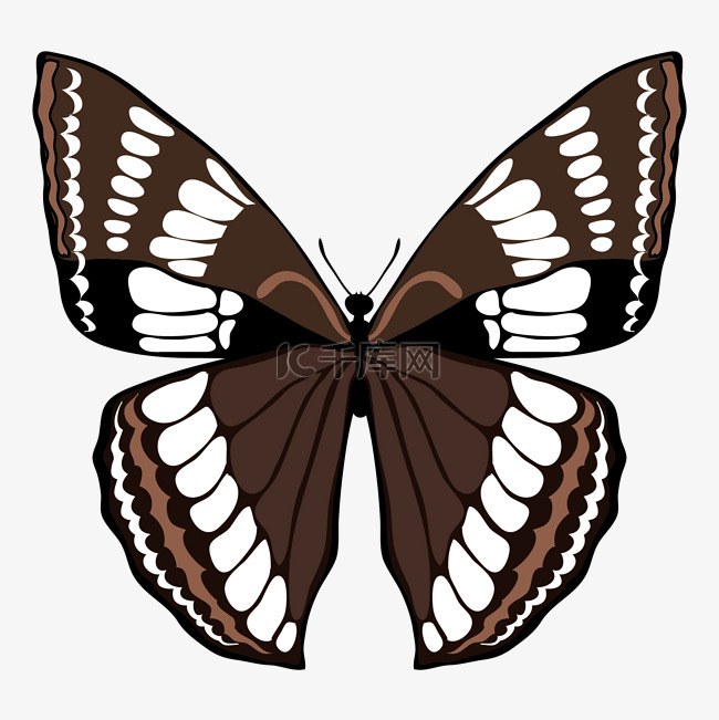 褐色的漂亮蝴蝶插画