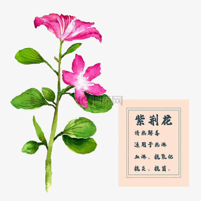 紫荆花花类中草药水彩植物花卉