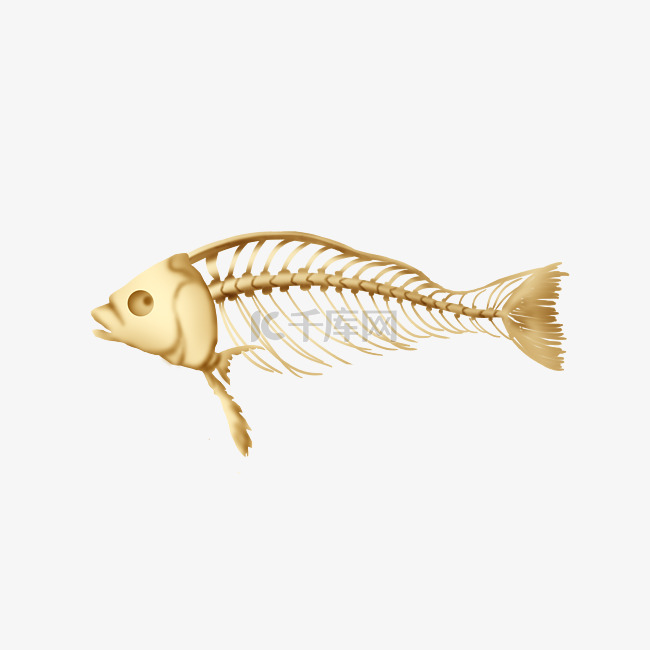 水生鱼类骨骼