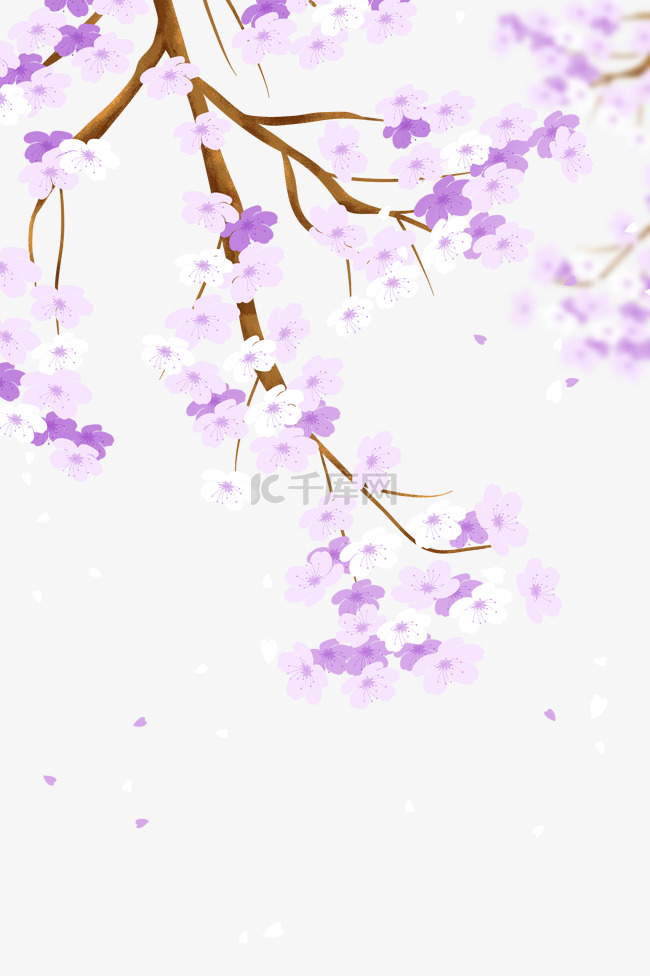 樱花樱树植物