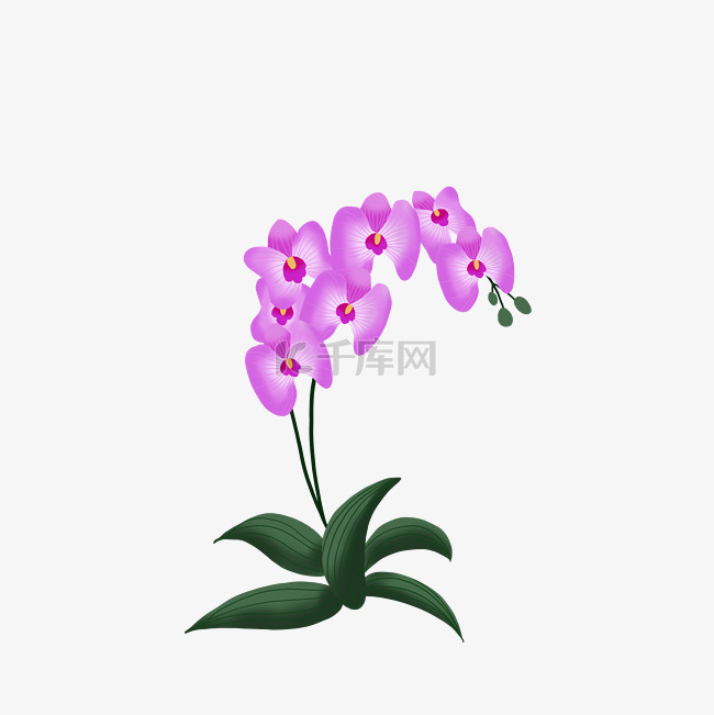 紫色蝴蝶兰花卉
