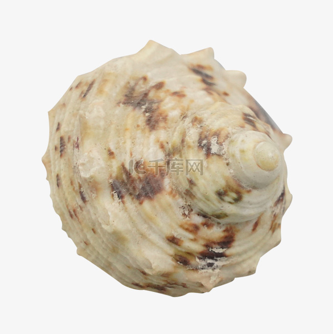 螺旋海螺贝壳