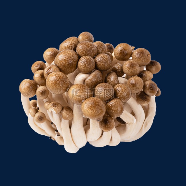 真菌果蔬蟹味菇白底蘑菇