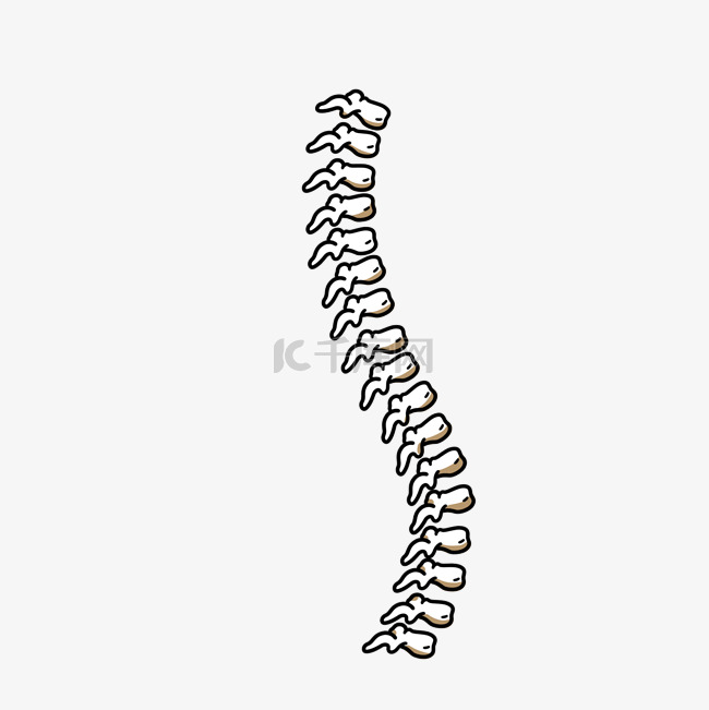 人体器官脊椎骨